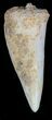 Enchodus Tooth - Cretaceous Fanged Fish #55925-1